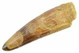 Fossil Spinosaurus Tooth - Real Dinosaur Tooth #363509-1